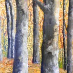 cortezas-arboles-africa